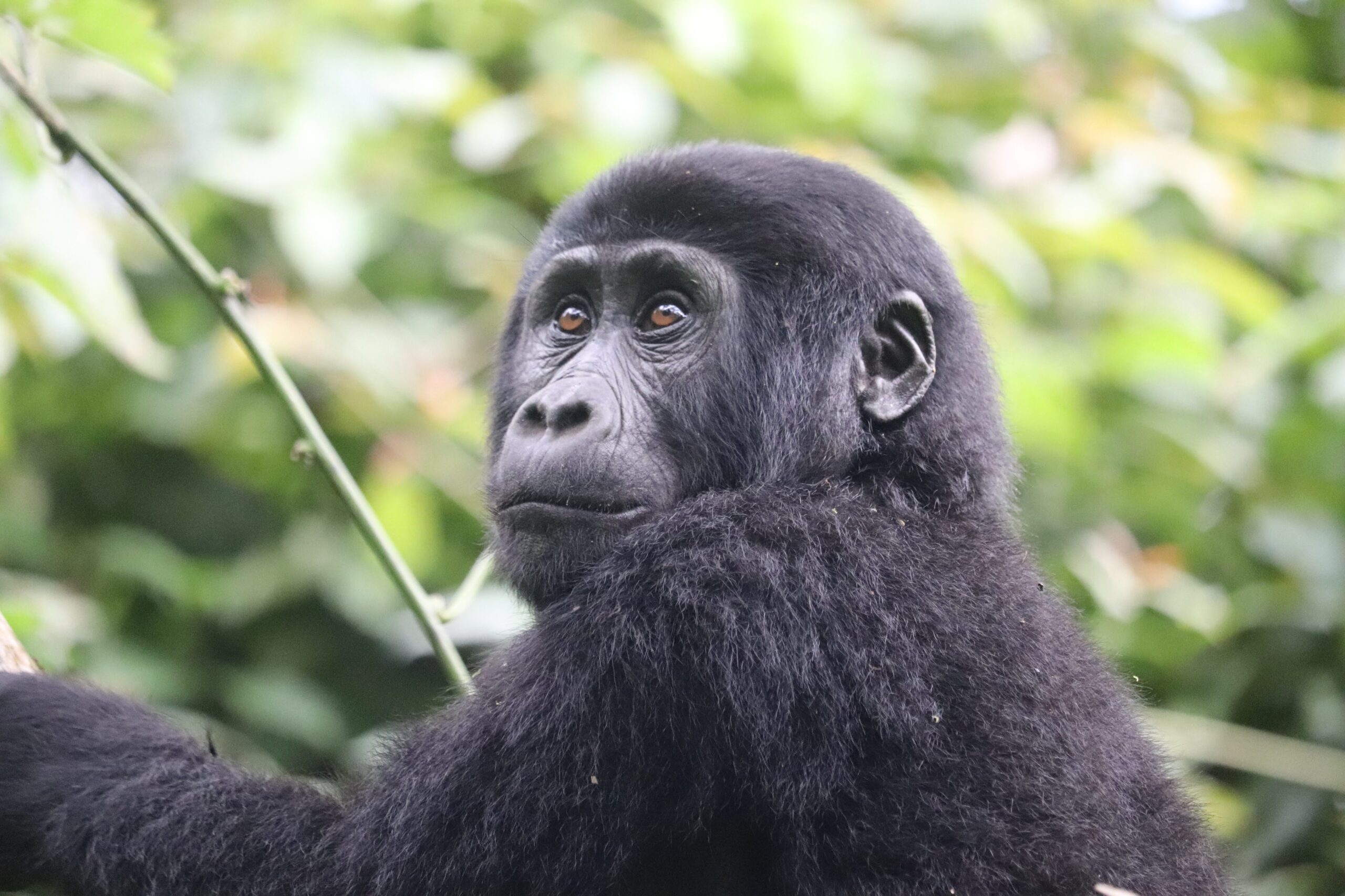 A mountain gorilla seen while gorilla trekking in Uganda.