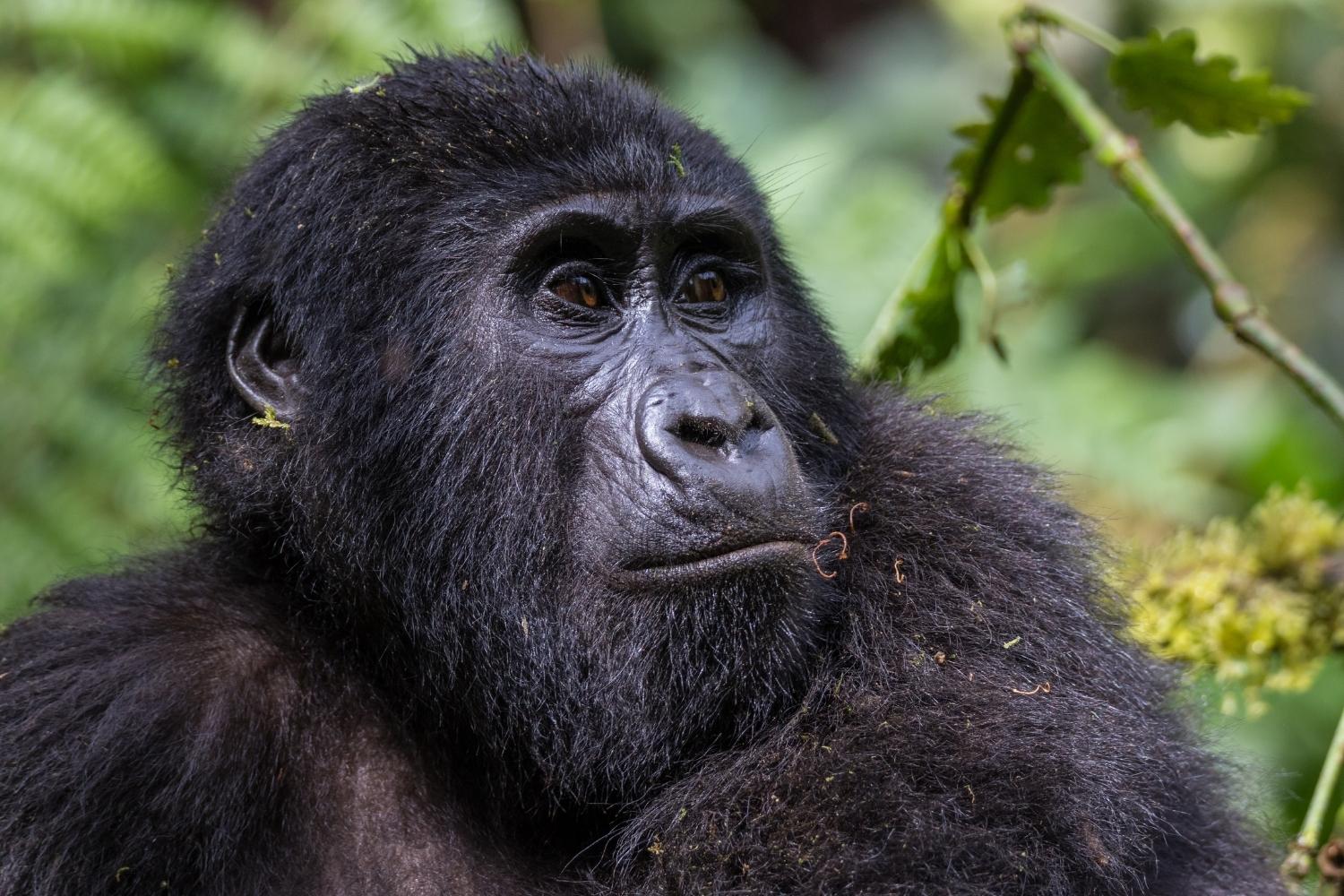 A mountain gorilla seen during gorilla trekking in Uganda