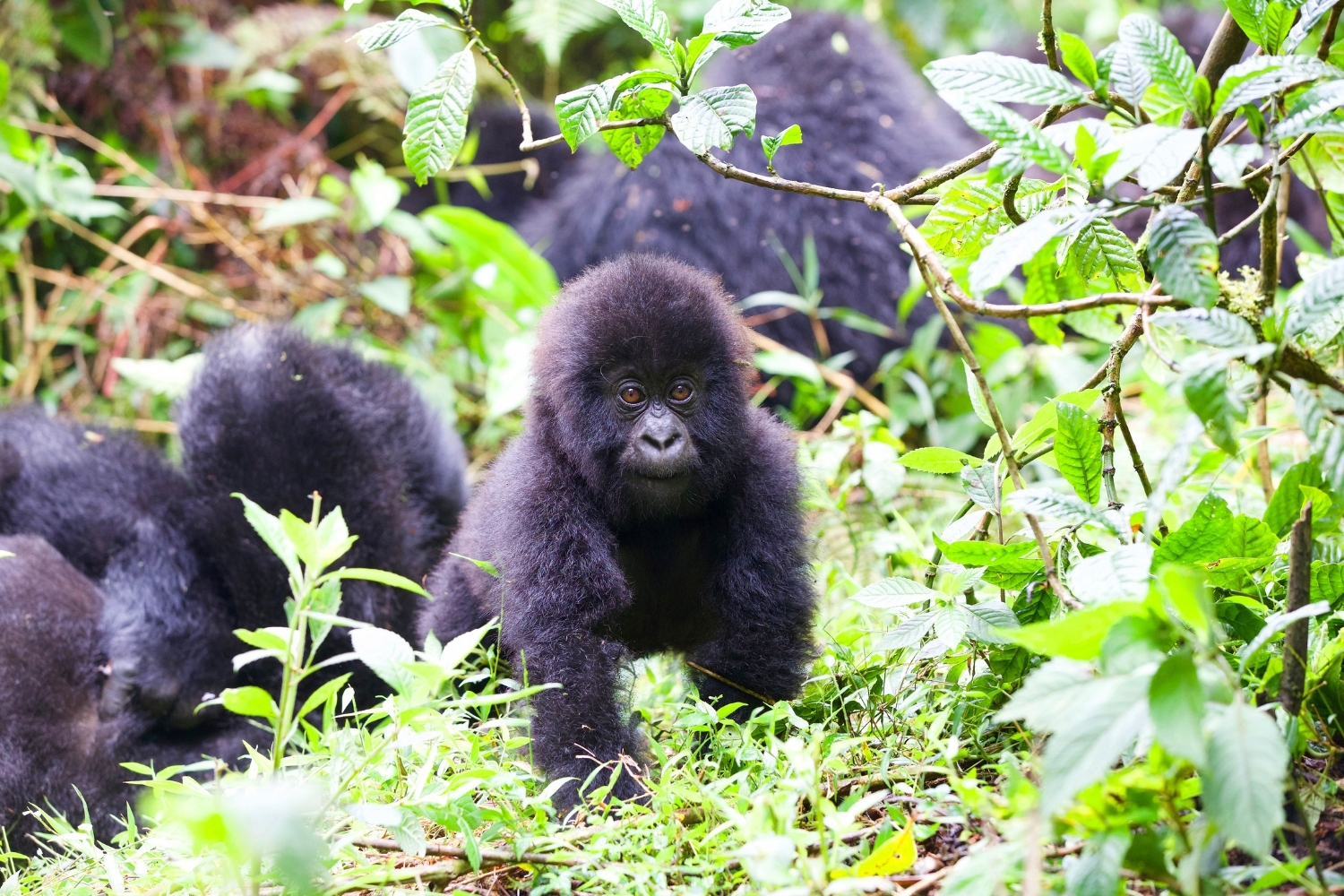 Gorilla trekking in Rwanda and Uganda is a top safari experience.