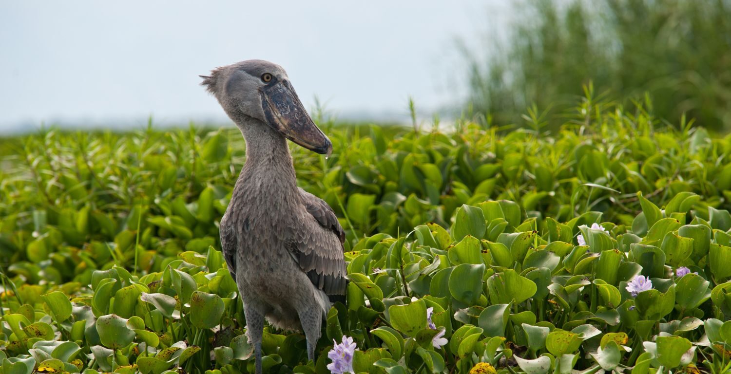 The Shoebill Stork is found in Mabamba Swamp, one of the best birding spots in Uganda.